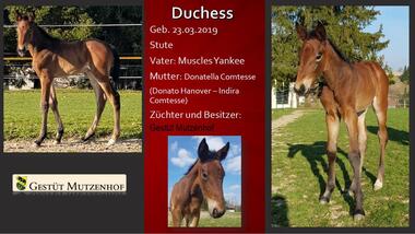 Duchess