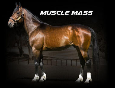 Muscle Mass 2 (002)