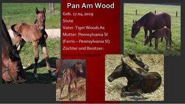 Pan Am Wood