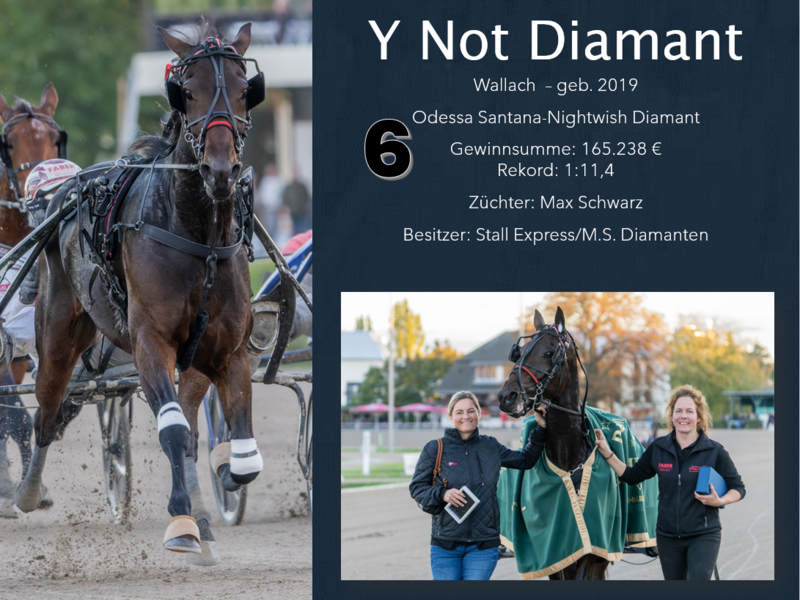 6 Y Not Diamant