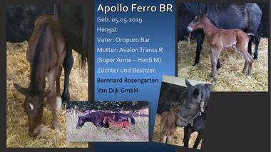 Apollo Ferro BR