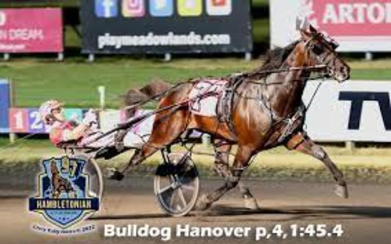 Bulldog Hanover