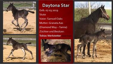 Daytona Star