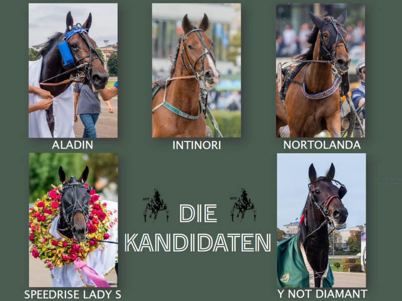 Die Kandidaten