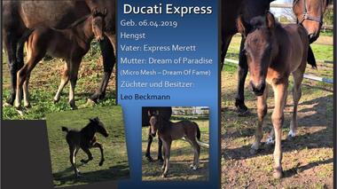 Ducati Express
