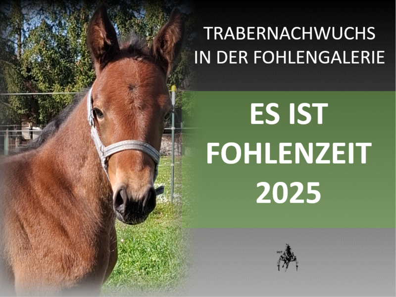 Es ist Fohlenzeit