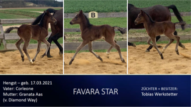 Favara Star