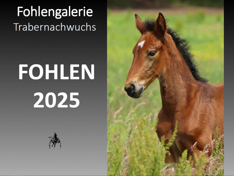 Fohlen