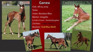 Ganea