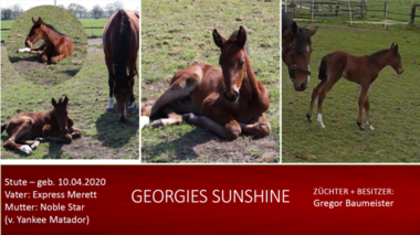 Georgies-Sunshine