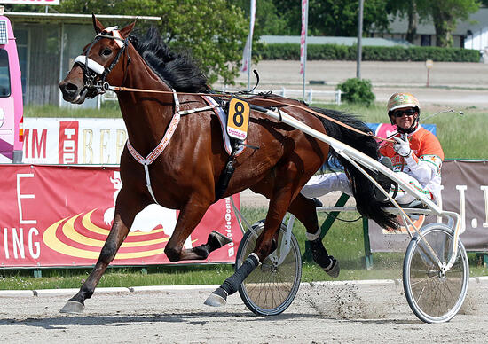 Goldy Stardust Foto Marius Schwarz