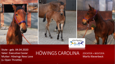 Hoewings-Carolina