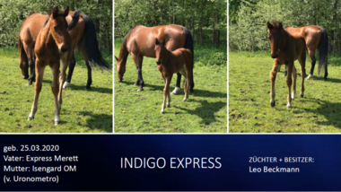 Indigo-Express