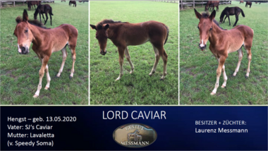 Lord-Caviar
