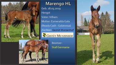 Marengo HL