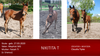Nikitita-T