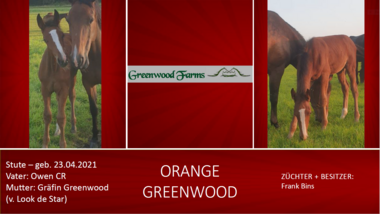Orange Greenwood