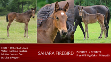 Saharah Firebird