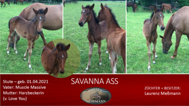 Savanna Ass