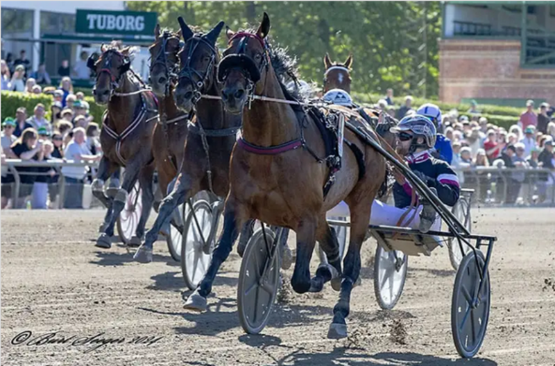 Screenshot 2024-05-13 at 07-25-29 Barack Face vandt Copenhagen Cup 2024 - Travet.dk