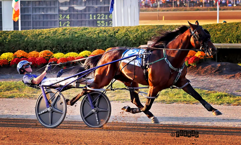Screenshot 2024-09-20 at 10-12-21 Captain Albano delivers Daley and McCarthy’s first Jug victory - Harness Racing Update
