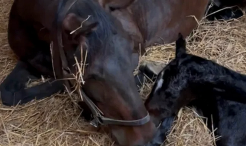 Screenshot 2026-04-20 at 11-43-12 Jiggy Jog har blivit mamma · Senaste nyheterna om trav · Travronden