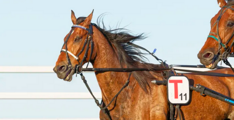 Screenshot 2026-04-25 at 11-23-04 Inexess Bleu vässades bakom startbilen inför Elitloppet · Senaste nyheterna om trav · Travronden