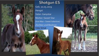 Shotgun ES