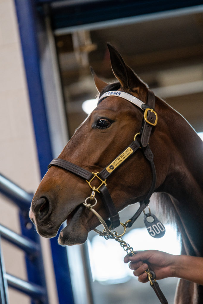 SHSC-2021-Hip-300-Unicorn-Blue-Chip-head-shot-475000-Nov.-9-Triscari-Video-Web-Marketing--683x1024