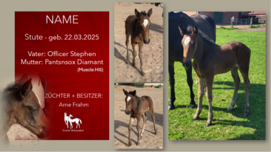 Stute v. Officer Stephen-Pantsnsoxdiamant