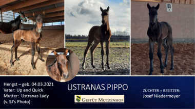 Ustranas Pippo