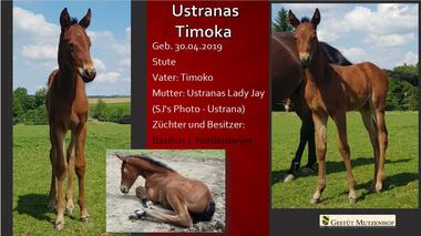 Ustranas Timoka