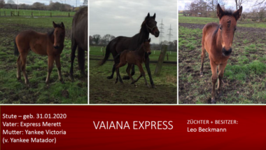 Vaiana-Express