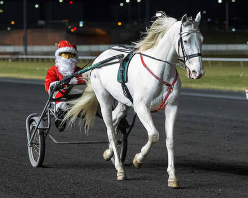 white bliss paradepferd