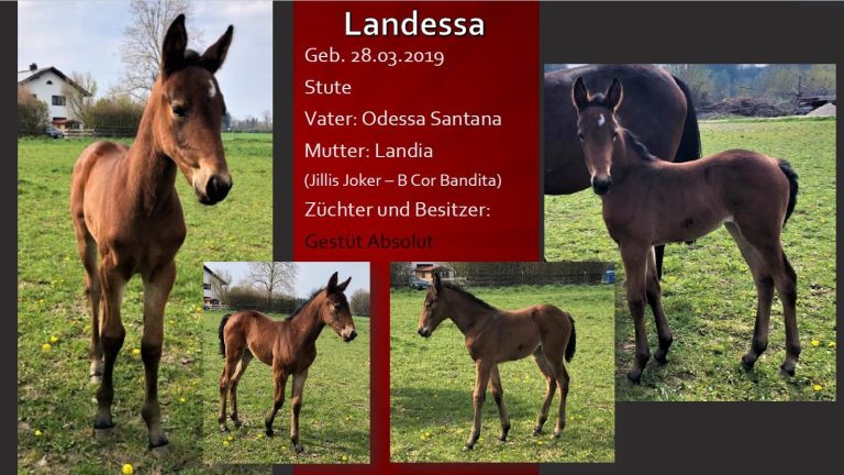 Landessa