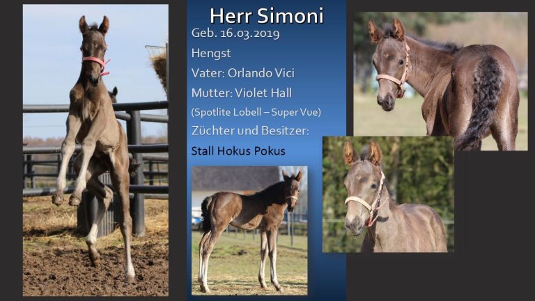 Herr Simoni