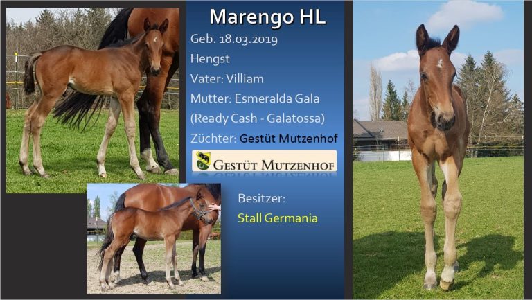 Marengo HL