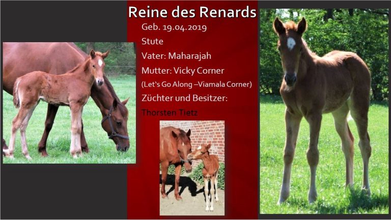 Reine des Renards