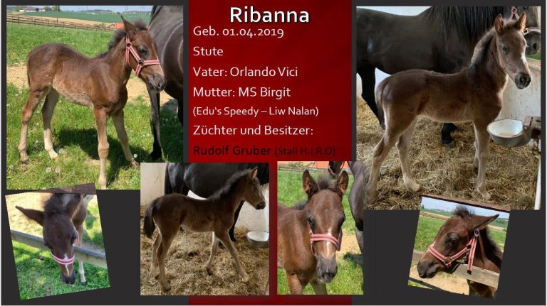 Ribanna