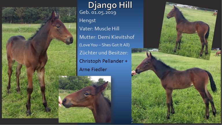 Django Hill