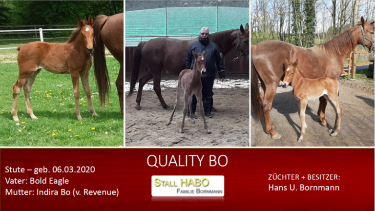 QUALITY BO