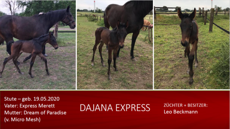 Dajana Express
