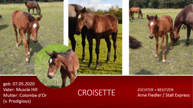 CROISETTE