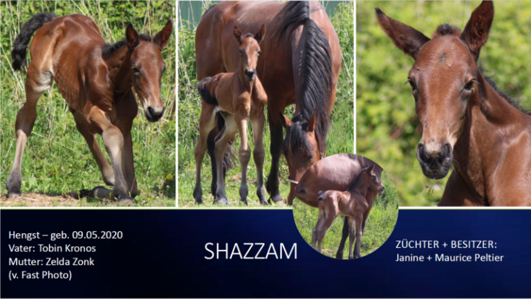 Shazzam