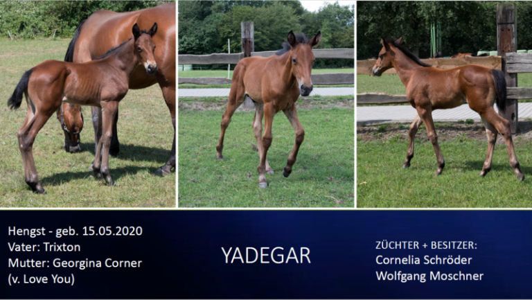 Yadegar