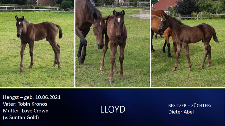 Lloyd