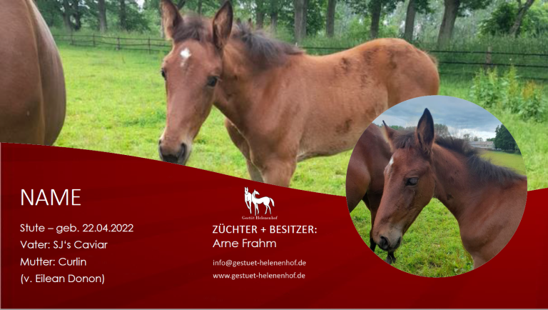 Stute v. SJ's Caviar - Curlin
