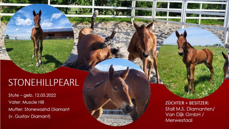 StoneHillPearl