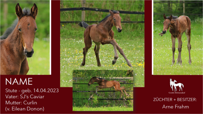 Stute v. SJ's Caviar - Curlin