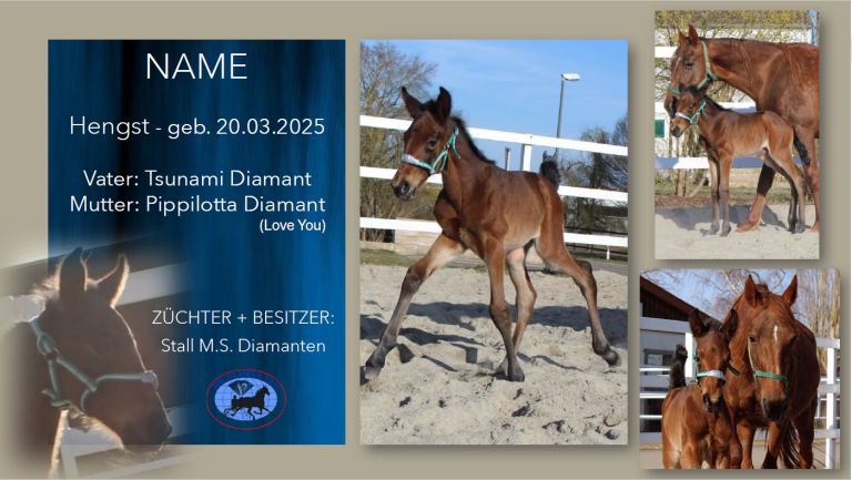 Hengst-v.-Tsunami-Diamant-Pippilotta-Diamant